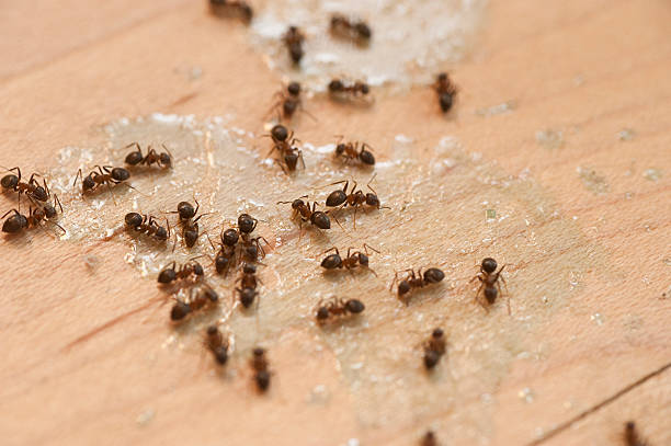 Best Bed Bug Extermination  in Flora, AL