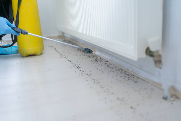 Best Local Pest Control Services  in Flora, AL