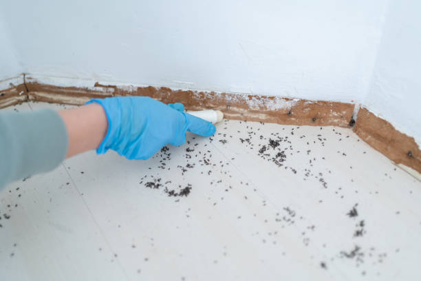 Best Pest Inspection Near Me  in Flora, AL